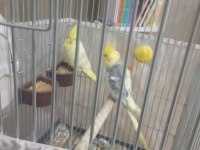 Eşli Yavru Yumurta Garantili Sultan Papağanı Çift