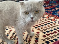 Bal Gözlü Scottish Fold