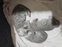 2 British Shorthair 1 Tane Scottish