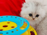 British Longhair Ns11 Silver Kızımız