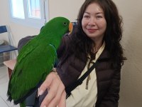 5 Yaşında Eclectus