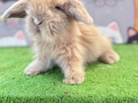 Hollanda teddy lop tavşanlar