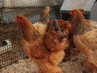 Buff Brahma Kuluçkalık Yumurta