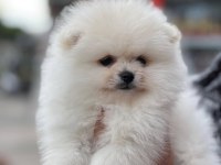 Ayı Surat Pomeranian Boo Yavrularımız