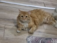 Sevgi dolu yuvaya ihtiyacı olan tatlı bir sarman