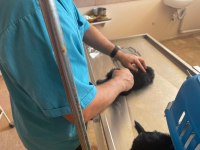 Harika Formatta Yorkshire Yavrular Hepsi Erkektir