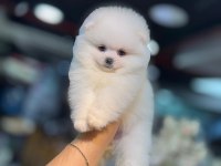 Pomeranian boo bebeklerimiz
