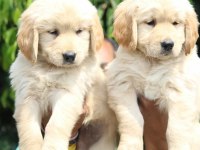 Golden Retriever Köpekleri