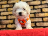 Minik Maltese Terrier Yavrular