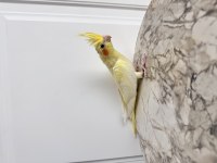 Sultan Papağanlar Sahiplendirilecektir