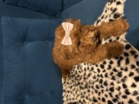 Toy Poodle Bebişler