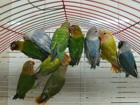 Yavru Çok Tatlı El Besleme Cennet Papağanları