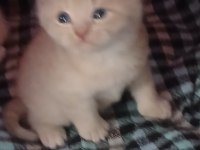 Biz 4 Kardeş Kediyiz Ki