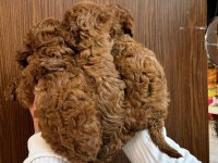 Irk Ve Sağlık Garantili Kore Red Toy Poodle Bebekler