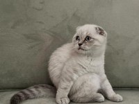 Scottish Fold Safkan