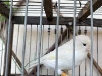 Dişi bülbüllü kanarya