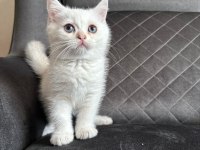 Son Erkek British Shorthair Yavrumuz