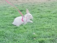 Hollanda Lop Tavşanı