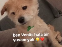 İzmir 3 yaş erkek terrier çok acil yuva ücretsiz