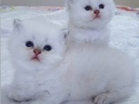 Bayram Şekerlemeleri Kediler