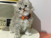 British Longhair Golden Ve Red Point Yavrularımız