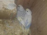 5 adet rainbow muhabbet kuşu uyguna