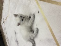 1,5 Aylık Dişi British Shorthair