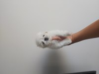 2.5 Aylik Kore Maltese Erkek