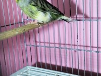 Gloster Erkek Kanarya