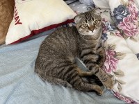 Çok sevdiğim kedime acil yuva arıyorum