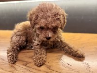 Tuvalet Eğitimli Evde Büyüyen Poodle Yavrular