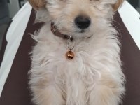 4 aylık aşılı dişi maltipoo yavru