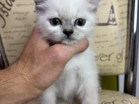 2 aylık blue point dişi british kızımız