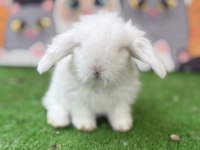 Hollanda Teddy Lop Tavşan Yavruları Gönderim Yapilir