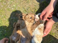 Satılık 45 Günlük American Cocker Yavrular Yeni Yuva Arıyor