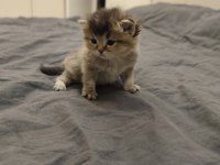 Golden British Shorthair Yavrular