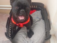 1 yaşında dişi french bulldog