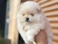45 günlük erkek pomeranian boo