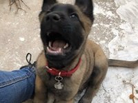 Good Damn Bir Belçika Kurdu