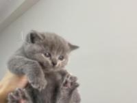 Dişi British Shorthair