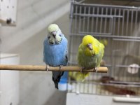 Sahiplendirilecek ince show muhabbet kuşu bebekler