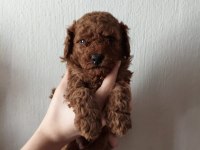 Ev ortamında bakılan kendi köpegimizin yavrularıdır