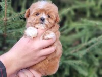 Efsane Maltipoo Yavruları