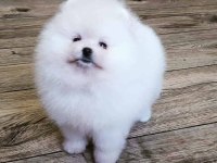 Pomeranian Boo Köpekleri