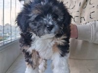 Morkie Özel Irk Yavrular