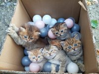 Exotic Shorthair Yavru Kedimiz