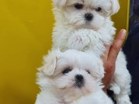 Fci A Şecere Kore Kan Maltese Yavruları