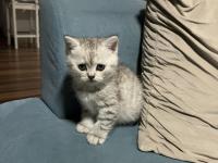 40 Günlük British Shorthair Bebişlerimiz Yeni Yuvalarını Arıyor