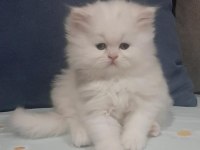Teslime Hazır İran Kedisi Bebeklerimiz