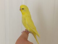 1 Aylık Yavru Dişi Muhabbet Kuşu